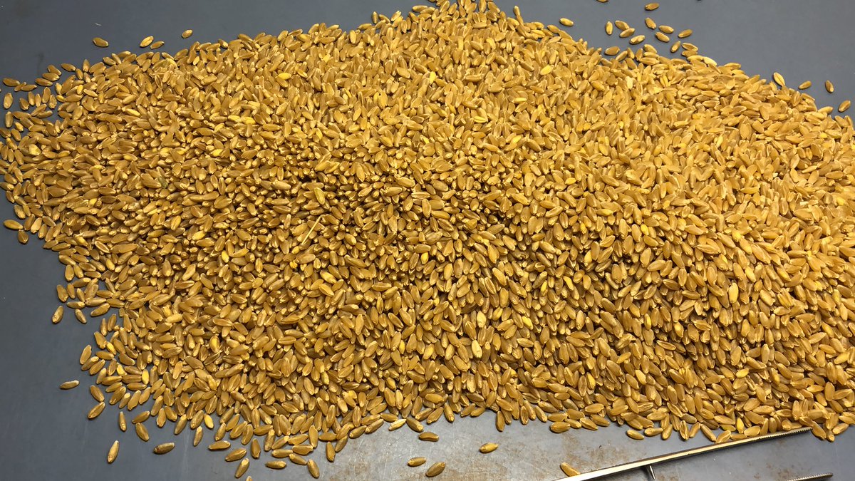 Looking for a new variety of durum. Come check out Crooymans new variety Stronghold being cleaned today. Solid stem good yielding and great weight <a href="/JDKid123/">John Crooymans</a>