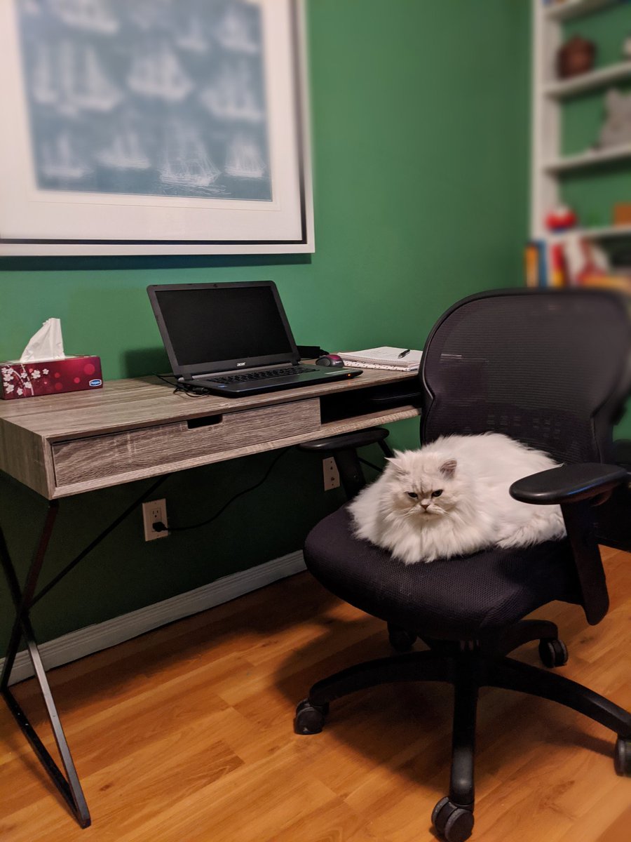RagdollApproval's tweet photo. Was tagged by @SonnySiamese for the #DangerDawgz challenge. Although my cats don't bark, their office work has an exceptional bite! #CatsOfTwitter #Persian https://t.co/bUodEs1dtb