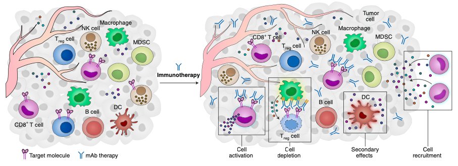 challenges in understanding the cellular effects of immunotherapies