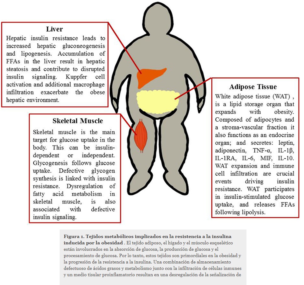 IberianCitizen's tweet photo. Mecanismos de inflamación inducida por la obesidad y resistencia a la insulina. Increíble como la obesidad puede hacernos enfermar.
https://t.co/bHs6ypKncc https://t.co/zOz2GgcbEJ