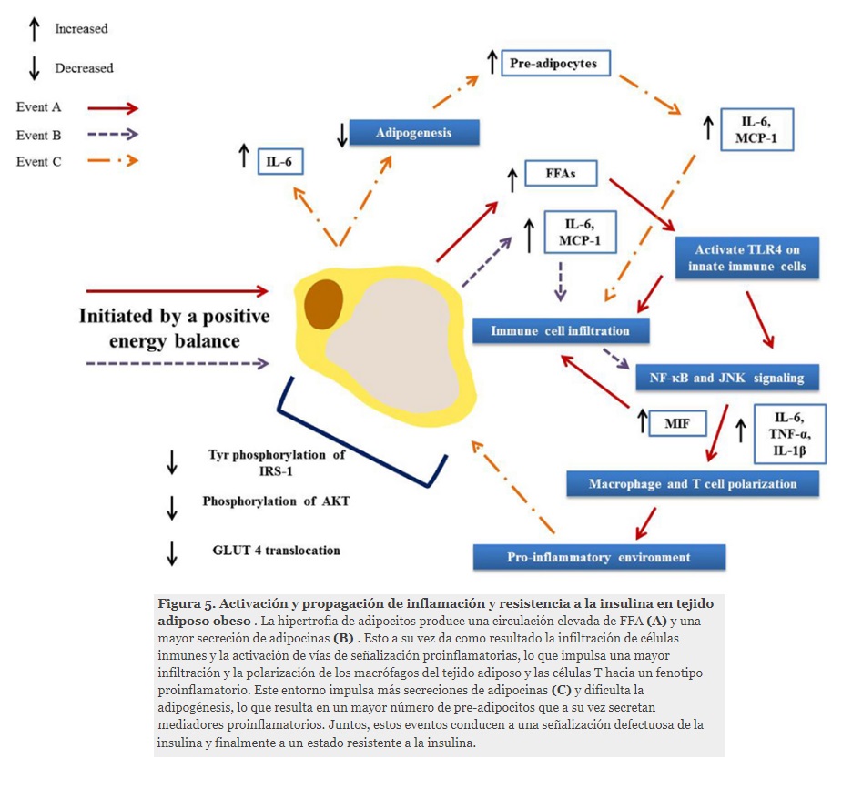IberianCitizen's tweet photo. Mecanismos de inflamación inducida por la obesidad y resistencia a la insulina. Increíble como la obesidad puede hacernos enfermar.
https://t.co/bHs6ypKncc https://t.co/zOz2GgcbEJ