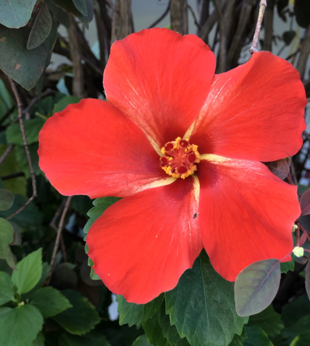 IMTrinews's tweet photo. FLOWER POWER KAILUA KONA 🌸 Ironman Triathlon World Championships Kona Hawaii 

📸 #imtrinews #imkona #ironmankona #ironmannews #ironmantri #challengefamily #imwc #kona #bigisland #hawaii #Triathlon #Aliidrive #konapier #Konabound #queenK #energylab #hawi #digmebeach #kailuakona https://t.co/4P3eVADrrg
