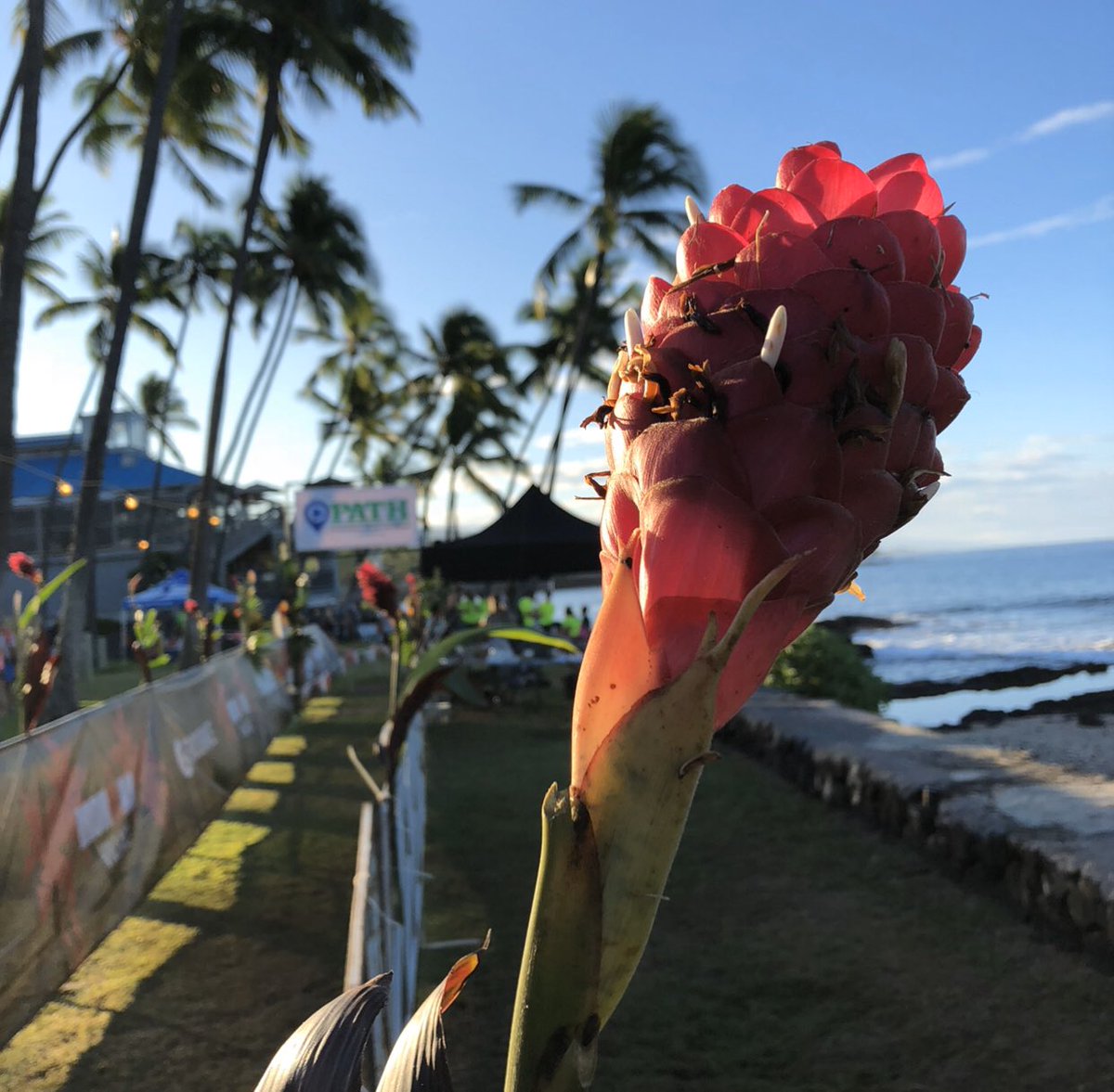 IMTrinews's tweet photo. FLOWER POWER KAILUA KONA 🌸 Ironman Triathlon World Championships Kona Hawaii 

📸 #imtrinews #imkona #ironmankona #ironmannews #ironmantri #challengefamily #imwc #kona #bigisland #hawaii #Triathlon #Aliidrive #konapier #Konabound #queenK #energylab #hawi #digmebeach #kailuakona https://t.co/vGNYQMTvxW