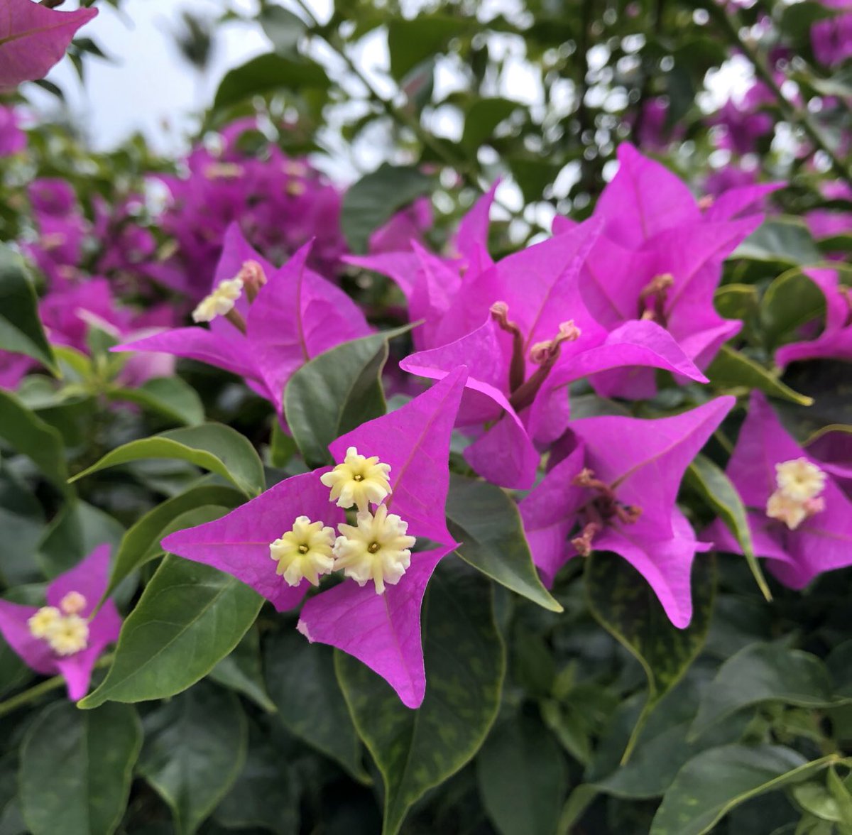 IMTrinews's tweet photo. FLOWER POWER KAILUA KONA 🌸 Ironman Triathlon World Championships Kona Hawaii 

📸 #imtrinews #imkona #ironmankona #ironmannews #ironmantri #challengefamily #imwc #kona #bigisland #hawaii #Triathlon #Aliidrive #konapier #Konabound #queenK #energylab #hawi #digmebeach #kailuakona https://t.co/vGNYQMTvxW