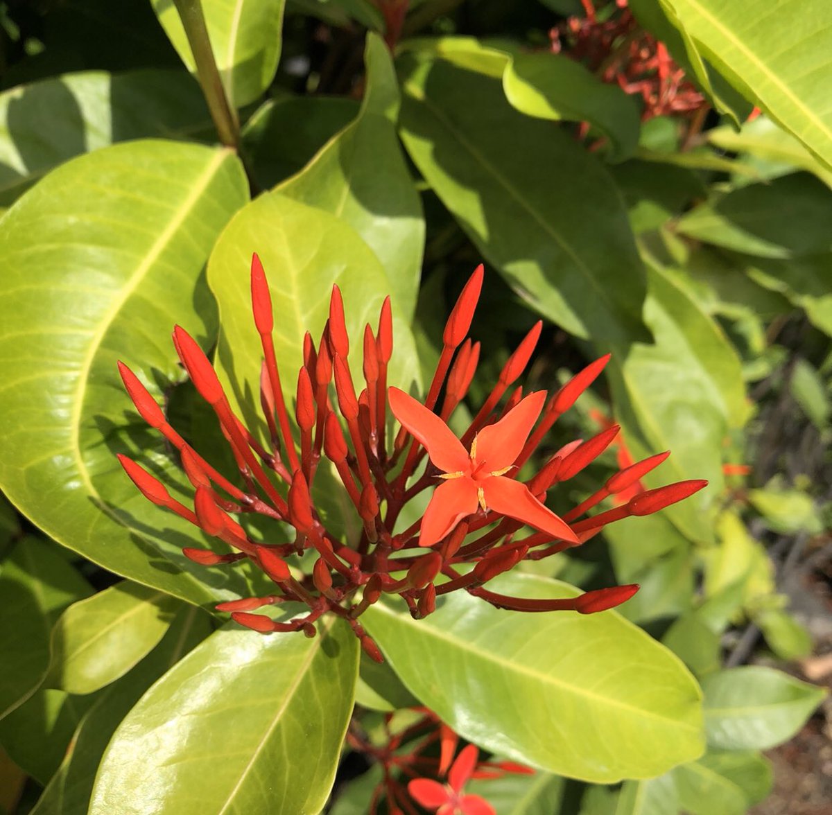 IMTrinews's tweet photo. FLOWER POWER KAILUA KONA 🌸 Ironman Triathlon World Championships Kona Hawaii 

📸 #imtrinews #imkona #ironmankona #ironmannews #ironmantri #challengefamily #imwc #kona #bigisland #hawaii #Triathlon #Aliidrive #konapier #Konabound #queenK #energylab #hawi #digmebeach #kailuakona https://t.co/vGNYQMTvxW