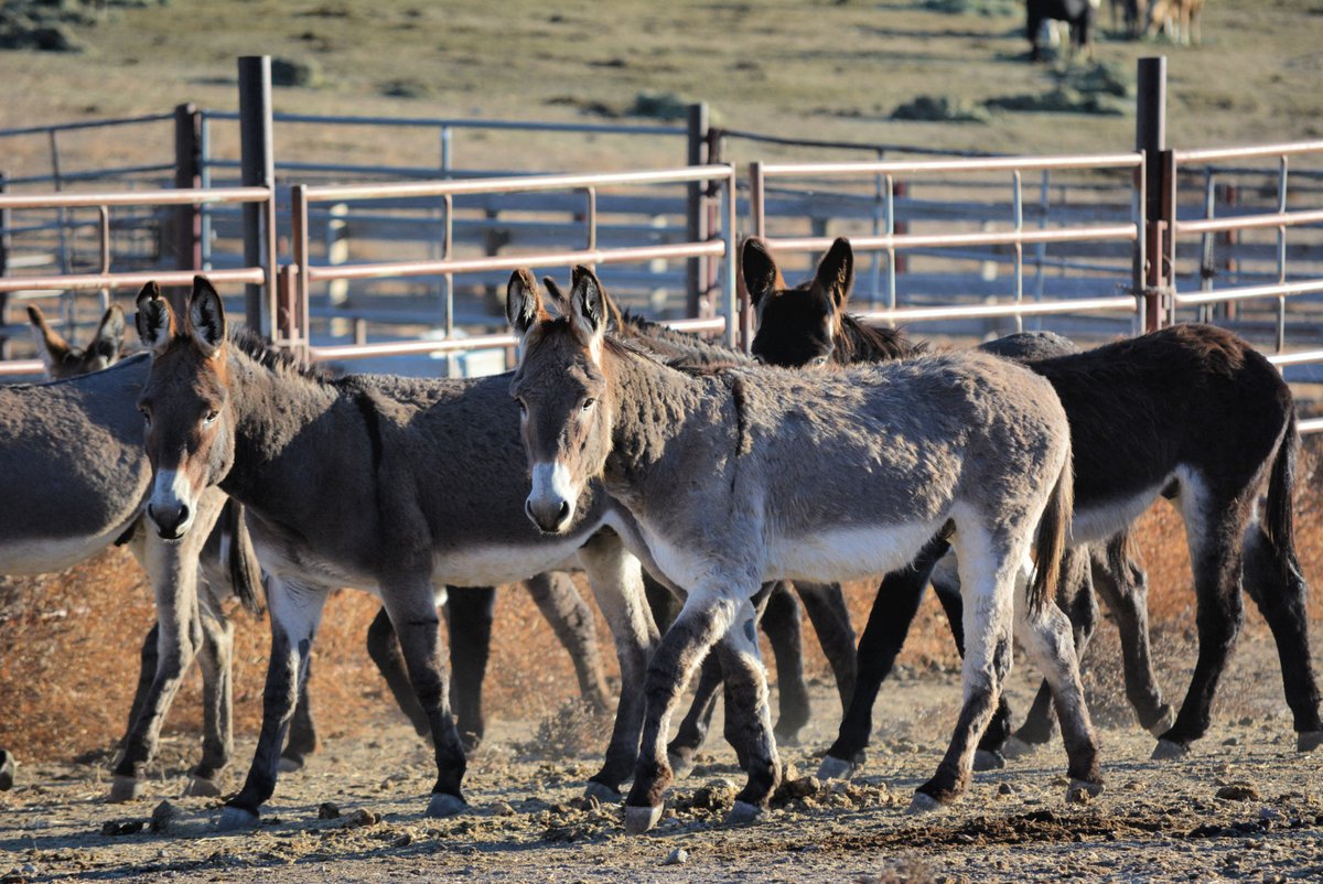 Several burros in a pen. 