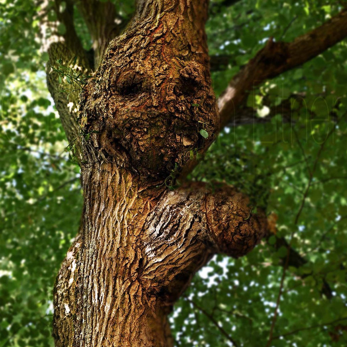AArbres's tweet photo. ~Milo~ #avosarbres #Tree https://t.co/p4Fr1Fv7yx