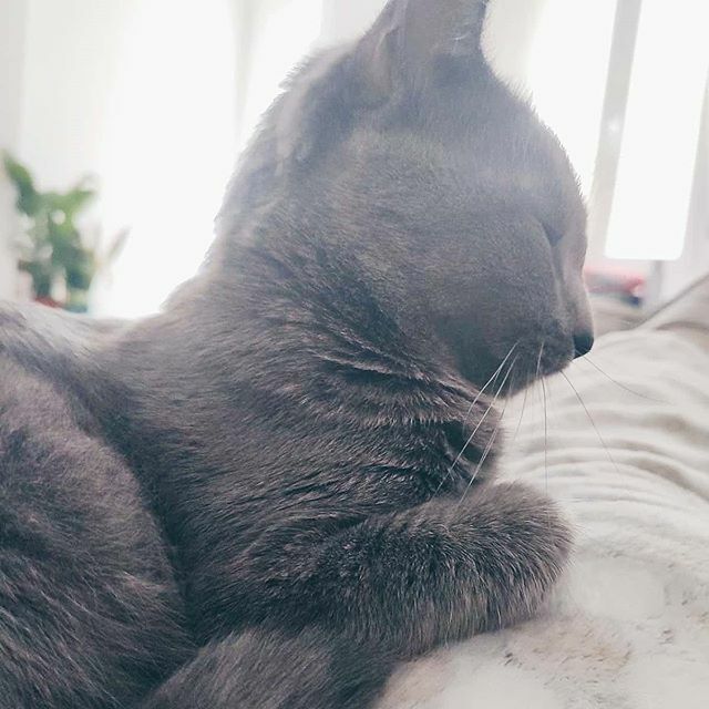 #Febrerosinedulcorantes
3/29
Gris
.
.
Esta palabra a veces se usa en tono despectivo.
A veces se usa como sinónimo de monótono, triste, indiferente.
.
Pero en casa esta palabra es sinónimo de juegos, de trastadas, de ronroneos, de bocaditos en los dedos … ift.tt/2Op57dk