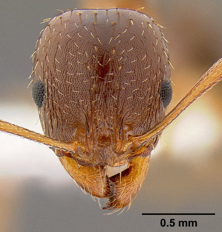 View of the head of the ant Aphaenogaster occidentalis.