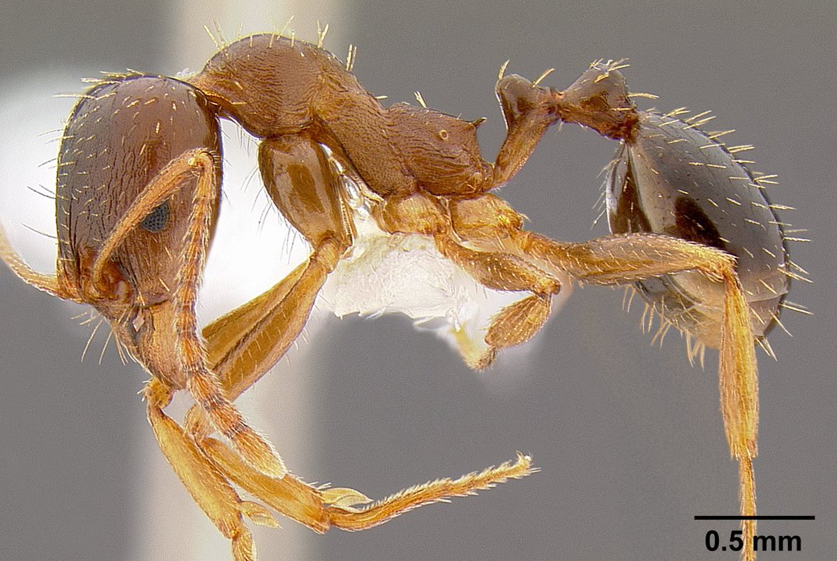 Side view of a specimen of the ant Aphaenogaster occidentalis.