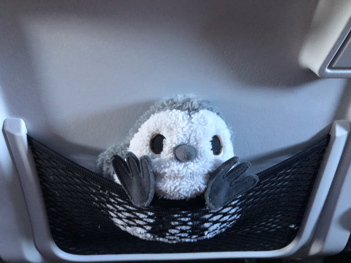 Plush sandpiper tucked in to an airline seat back pocket, feet poking out