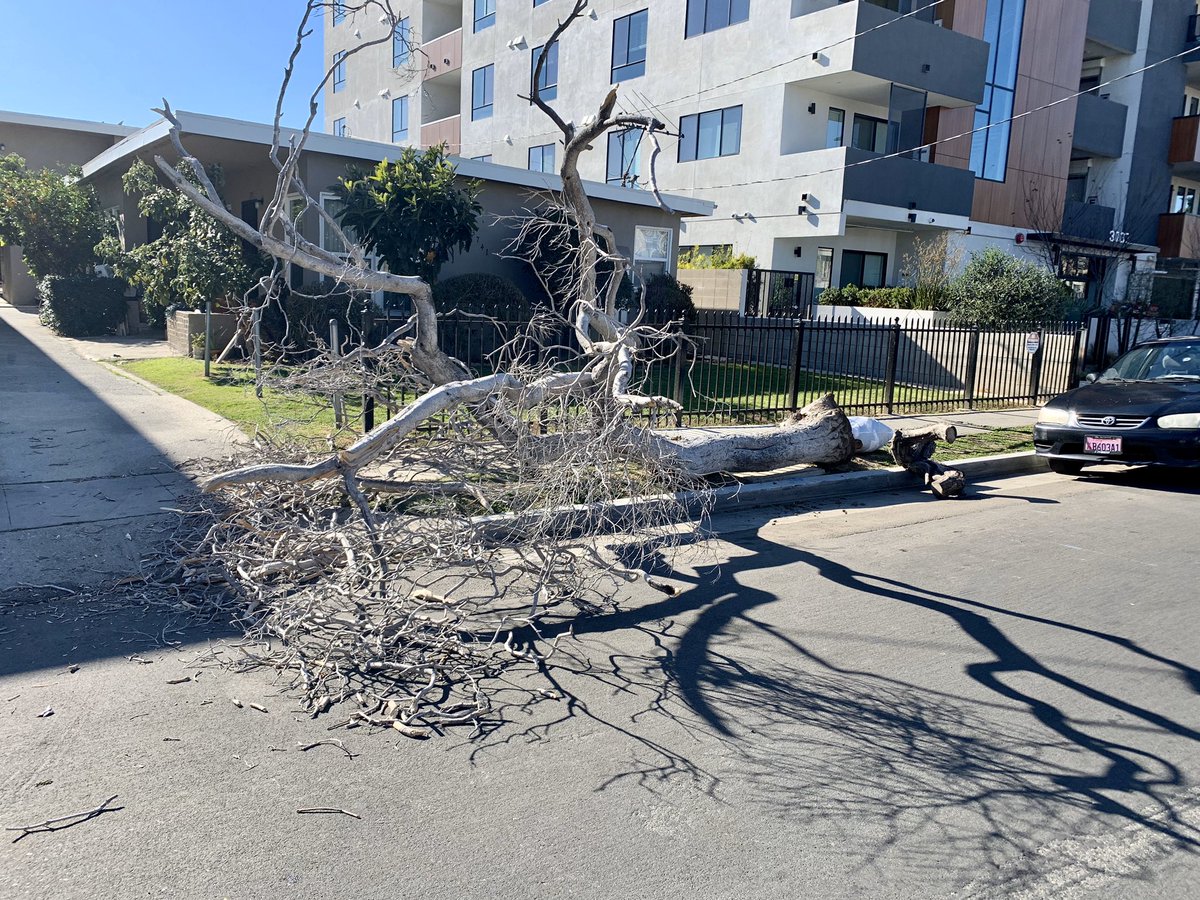 MichelleSimek's tweet photo. Tree down in Palms! @Palms311 @PalmsIsTheBomb #LAWind2020 https://t.co/uRVVGuu057