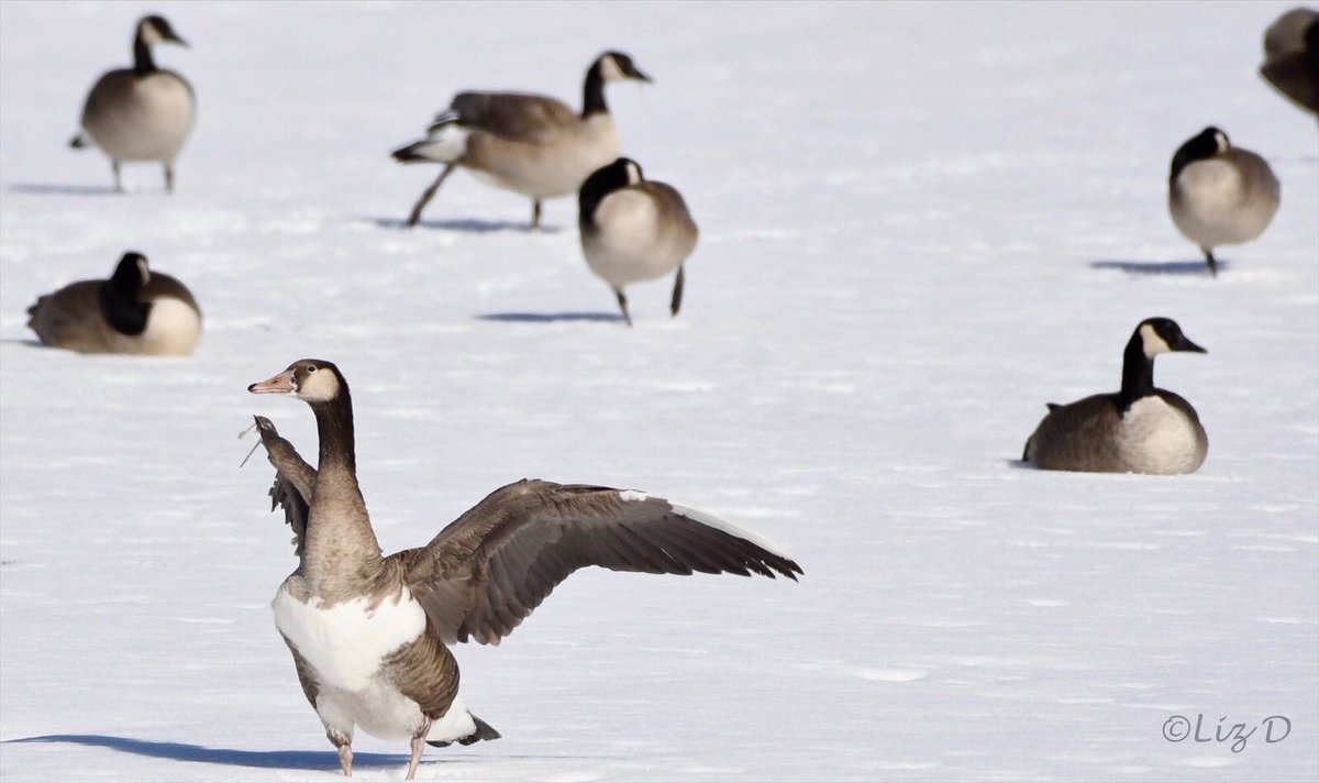 A Canada Goose hybrid stretches its wings out in the foreground, with Canada geese standing and sleeping on the snow in the background.