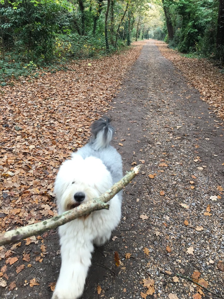 Day 7 of the #7dayphotochallenge. Thanks <a href="/renevbaaren/">Rene en Binkie 🐶🇳🇱</a> for nominating me. The rules: post 7 photos for 7 days, no humans, no explanation, just pets and nominate a new friend to do the same every day. Today I invite any of my followers to play if they wish.
