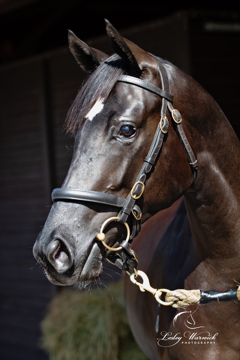 Sweynesse x Prist yearling filly Russ and I sold at the recent Karaka yearling sales. We retained a 10% ownership share in her and look forward to racing her from the stable of Shaune Ritchie - her stable name is Coco - now to come up with a classy racing name for a black filly