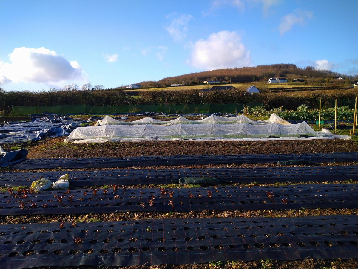 Spring is in the air 🌱🥕🐣 #eatclean #eatgreen #eatlocal #ratheniskafarm #laois #springtime