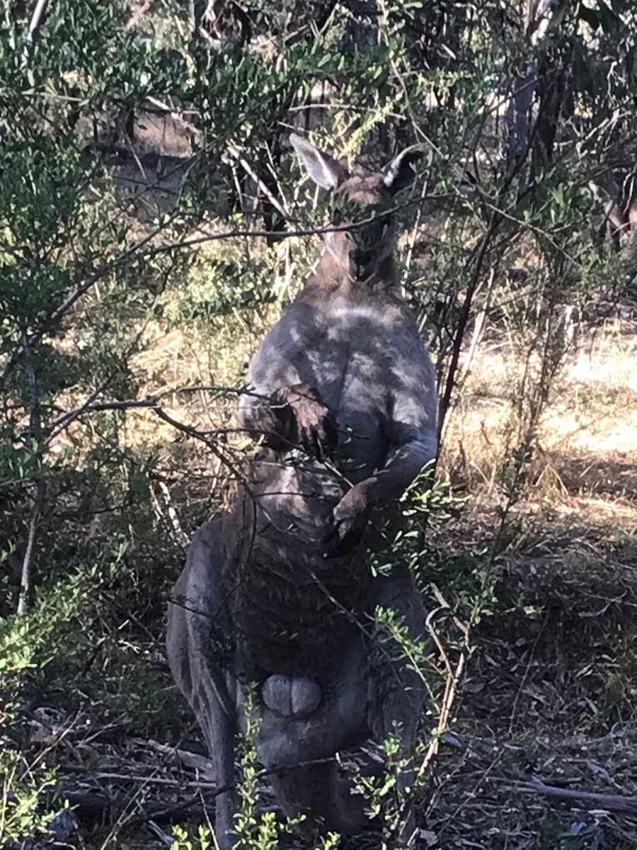 A large grey kangaroo. 