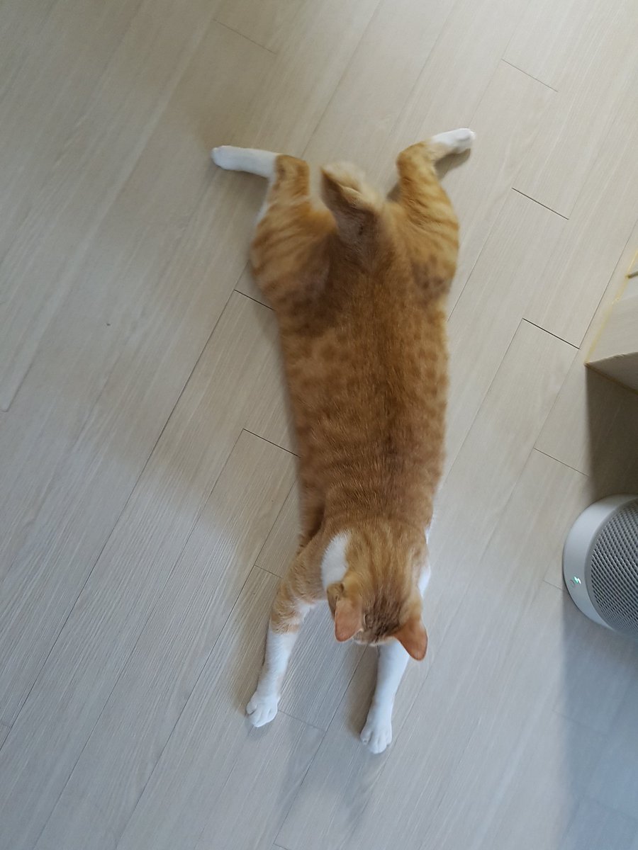 ETtaeng's tweet photo. ㅋㅋㅋㅋㅋㅋ개구리같다ㅋㅋㅋㅋㅋㅋㅋㅋㅋㅋㅋ 왜 이러는건지 진짜😂😂 https://t.co/lz6QzpJNYP