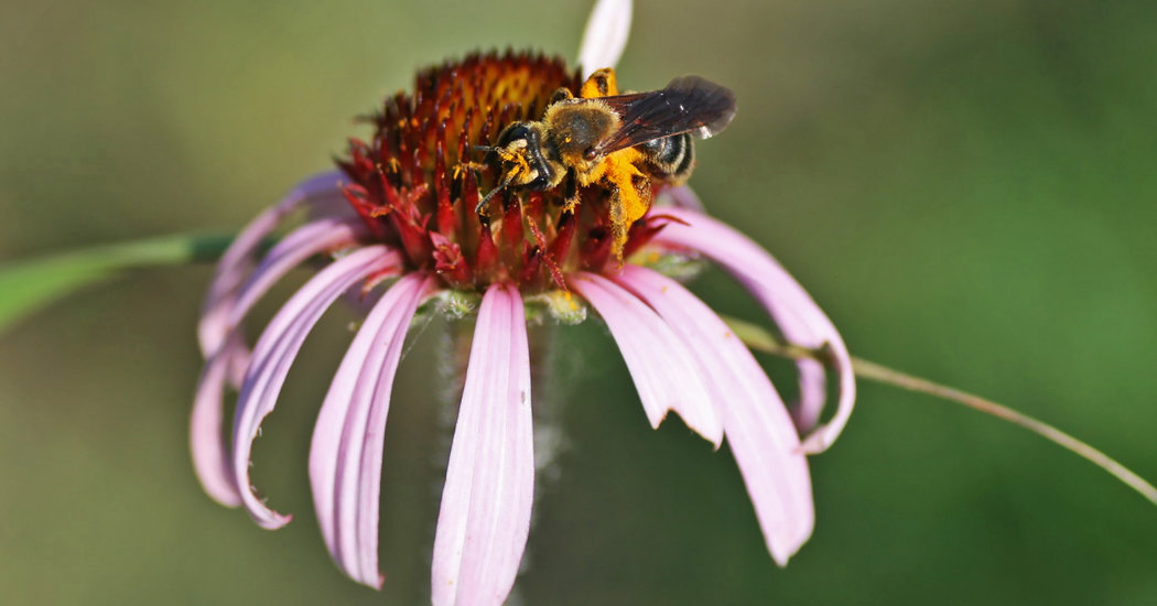 Wildfires destroy ecosystems and are a force for good. Case in point in <a href="/PNASNews/">PNASNews</a> scientist from the @Chicagobotanic show that on the prairies of Minnesota coneflowers produced more seeds and are more genetically diverse when burned every few years.

nyti.ms/2O2t6Ph