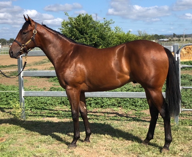 GrandviewStud's tweet photo. Lot 515 at the @inglis_sales 2020 Classic is this colt by champion 3YO colt in π¦πΊ FLYING ARTIE from TERRE VERDE, from the family of G1 winner Griante. QTIS & BOBS eligible.
π https://t.co/7WuHND5EM2
π Inspections in Barn G
#InglisClassic #CountdownToClassic #YearlingPrep https://t.co/QH8LuAP0wd