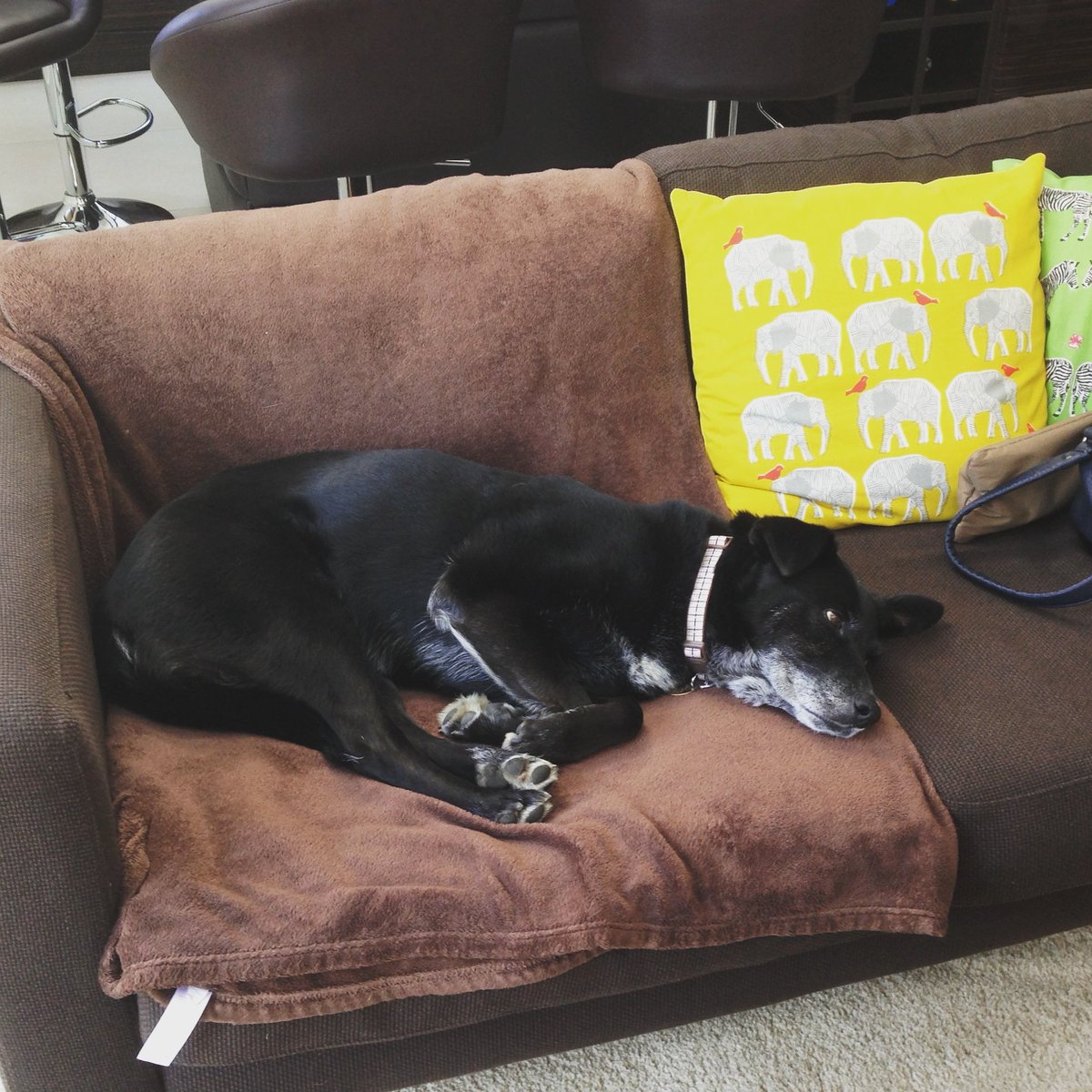 becausemilly's tweet photo. 06.03.2014 π Remember a day every day π #becausemilly #sofadays #alwayssnoozing #colliecross #rescue #senior #reactivedog #alwaysloved #neverforgotten #dogsoftwitter https://t.co/52ohtEEUE6 πΎ https://t.co/eulc7hDwHL