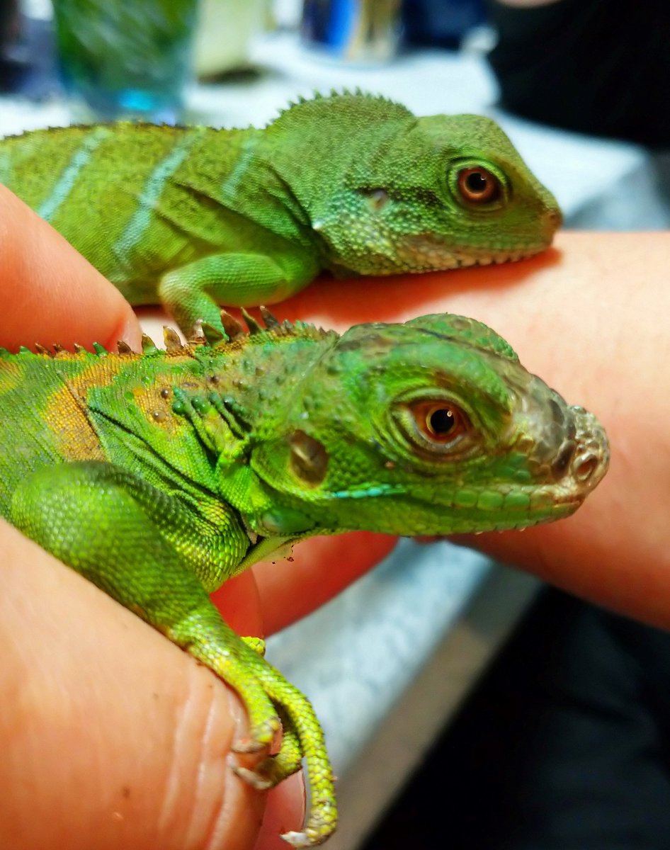 じょにー らんど 覚えていて欲しい デュラップ 喉の下のヒラヒラ とほっぺのボタンが無くってなんとなーく丸顔できゅるんって顔 してたらそれはウォータードラゴン デュラップあってほっぺにボタンがついててしゅっとした顔立ちだったらそれはイグアナです