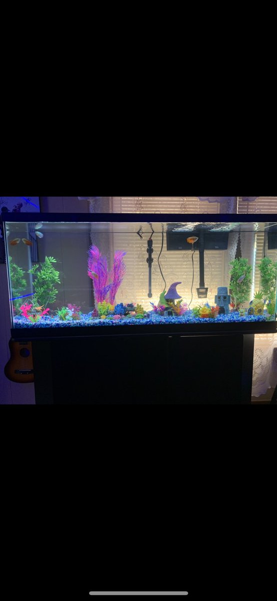 KentClift's tweet photo. Definitely liking the more filled fish tank!👌🏼 Just harder to see the fish until I get a lot more😂 https://t.co/JRTCXaIRc3