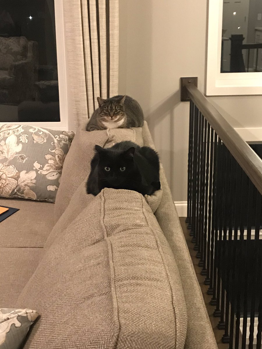 Lucy 🌈 Sneakers, Cheddar & Ezra tweet media