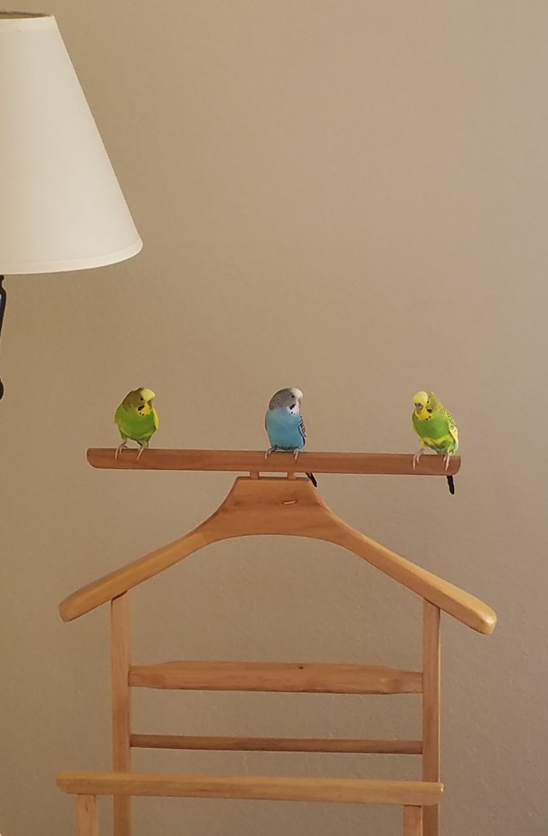 Photo of three budgies perched on the top rail of a wooden valet-type clothing rack