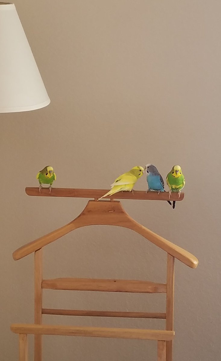 Photo of four budgies perched on the top rail of a wooden valet-style clothing rack