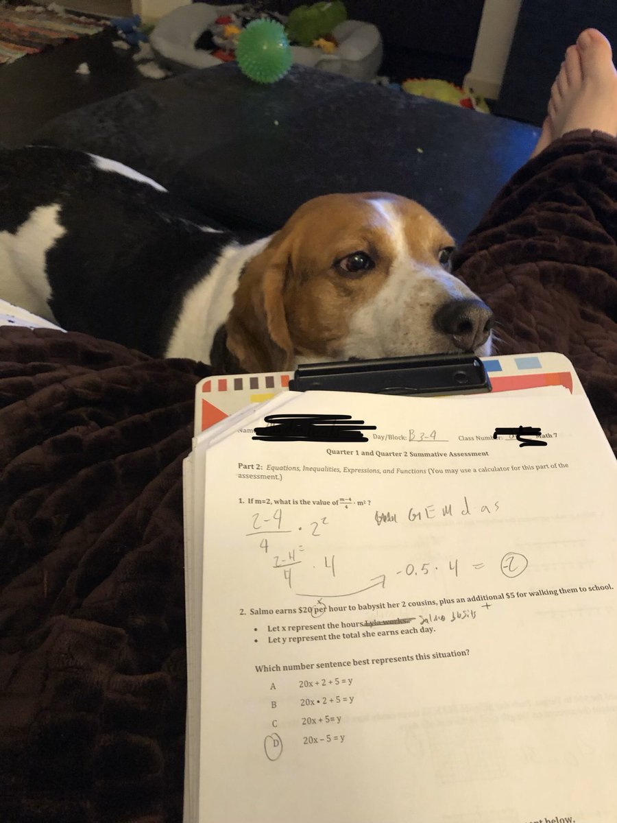 themisslarosa's tweet image. Mom...can I help grade? #myassistant #beagleboy