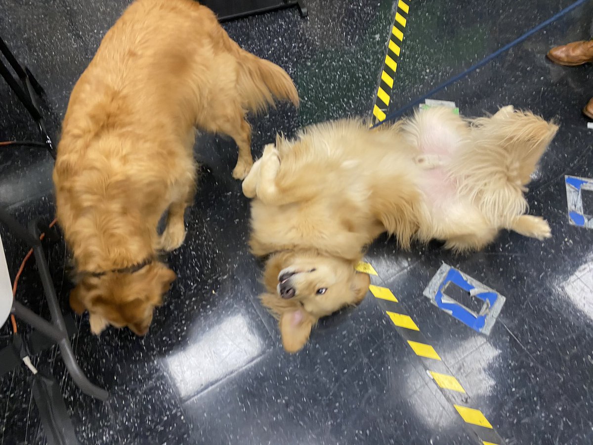 sarahfortners's tweet photo. National Golden Retriever today! So naturally we have some guest tonight on 630Central... @THV11 @dawnerscott https://t.co/8rpZB3RwQr