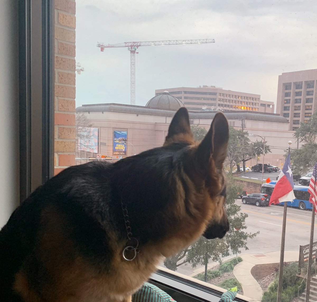 ‪Mylo the German Shepherd dog is looking out a window at a cityscape. There are two flag poles with a Texas flag and an American flag. Mylo is staring at the Texas flag.  ‬