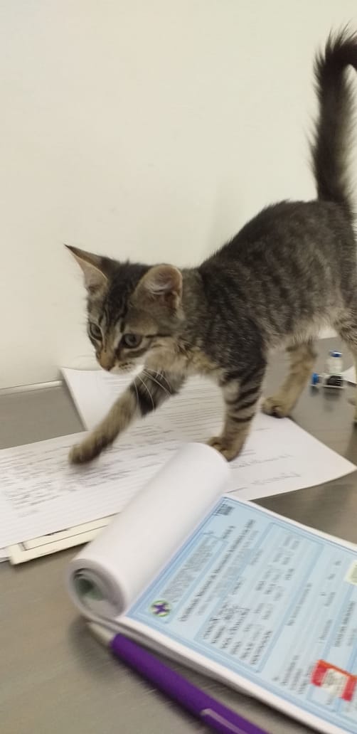 Hacé feliz a un gato tweet media