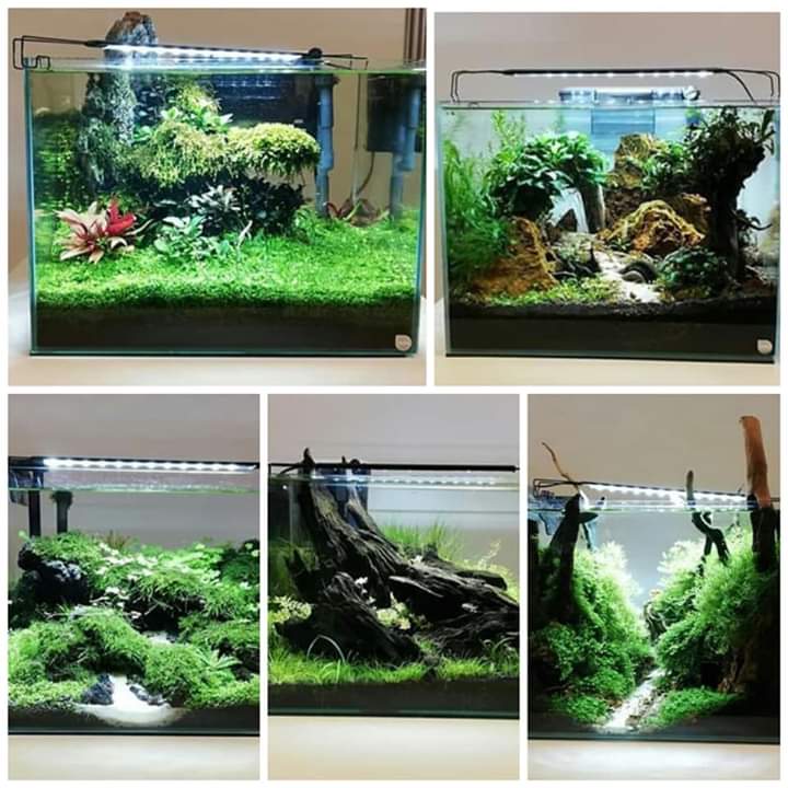 Aquascapes Hashtag On Twitter