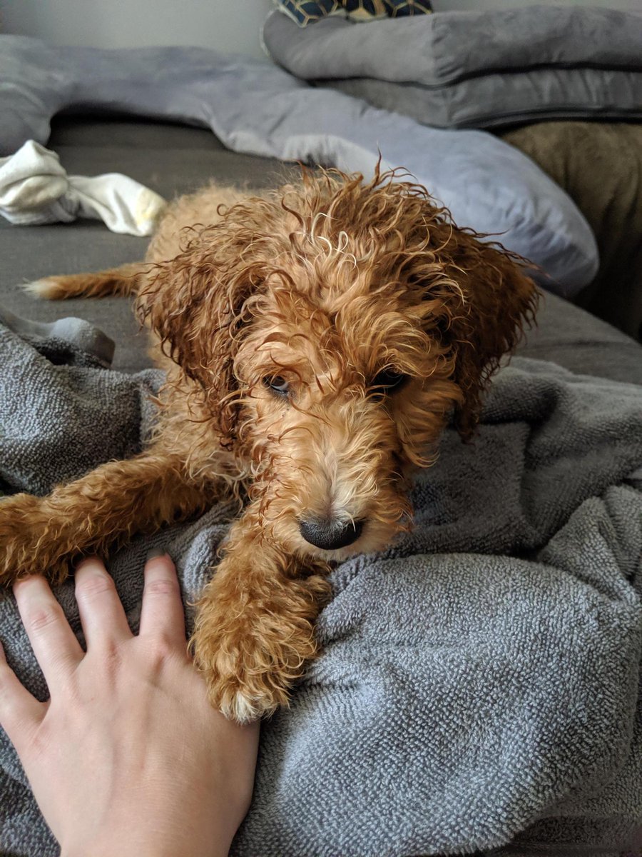 Puppies Source tweet media