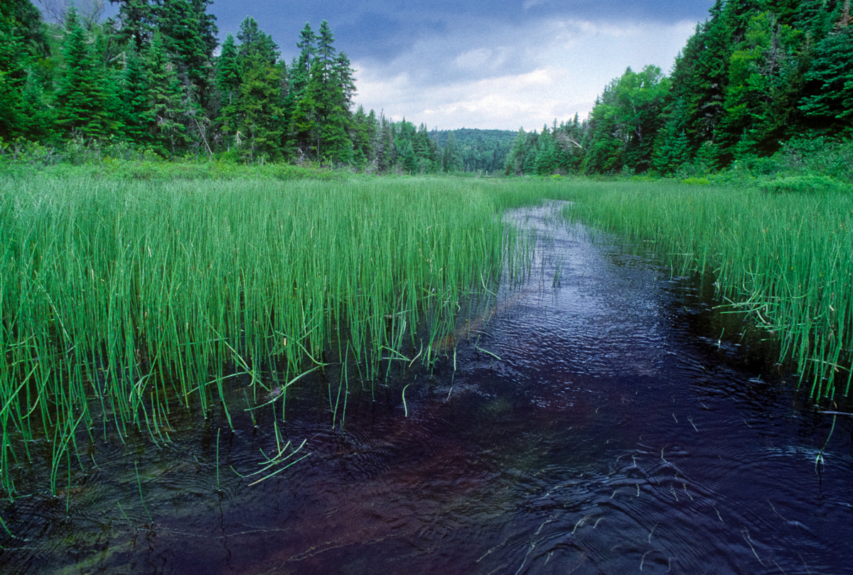 ParksCanada's tweet image. Happy #WorldWetlandsDay! 🌿🌾💦 A mixture of water, land, beauty, and mud: let’s celebrate these in-between places, crucial to the functioning of SO many Canadian ecosystems! Discover more about their importance here: ow.ly/WyYn50ybfg3 #ScienceWithAView