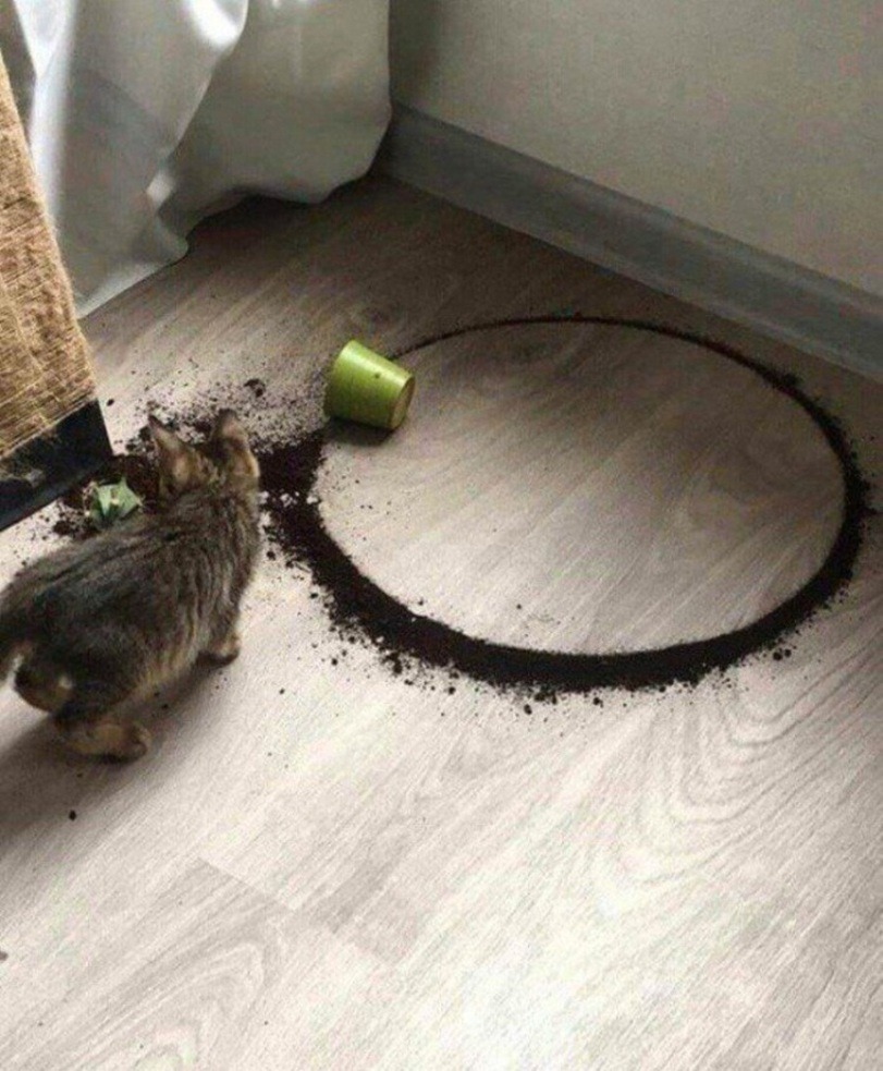 KittyOfTheDay's tweet photo. Disaster kitty 😹
#kittens #kitten #catlovers #kittycat #CatsOnTwitter https://t.co/MC6sEeNWVD