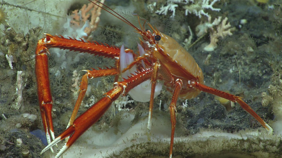 DeepSeaImage's tweet image. This painted yeti squat lobster is carrying off a piece of glass sponge.. Is it dinner, home decor, a gift?
Your guess is as good as ours.
📷NOAA
#deepsea #MarineLife #seasponge #glasssponge #squatlobster
