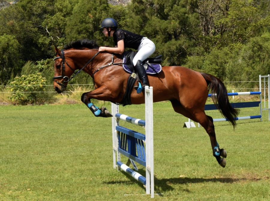Petcationz's tweet photo. Gatton World Cup Showjumping Championships - https://t.co/pYdgGBCnLg https://t.co/vRAS0E84Bp