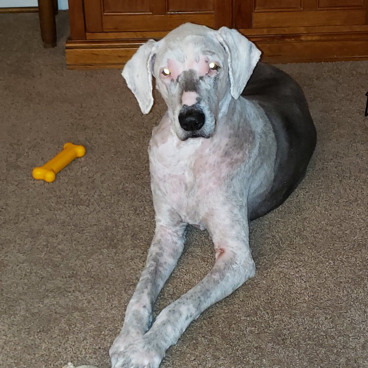 Sophie got a haircut today.
