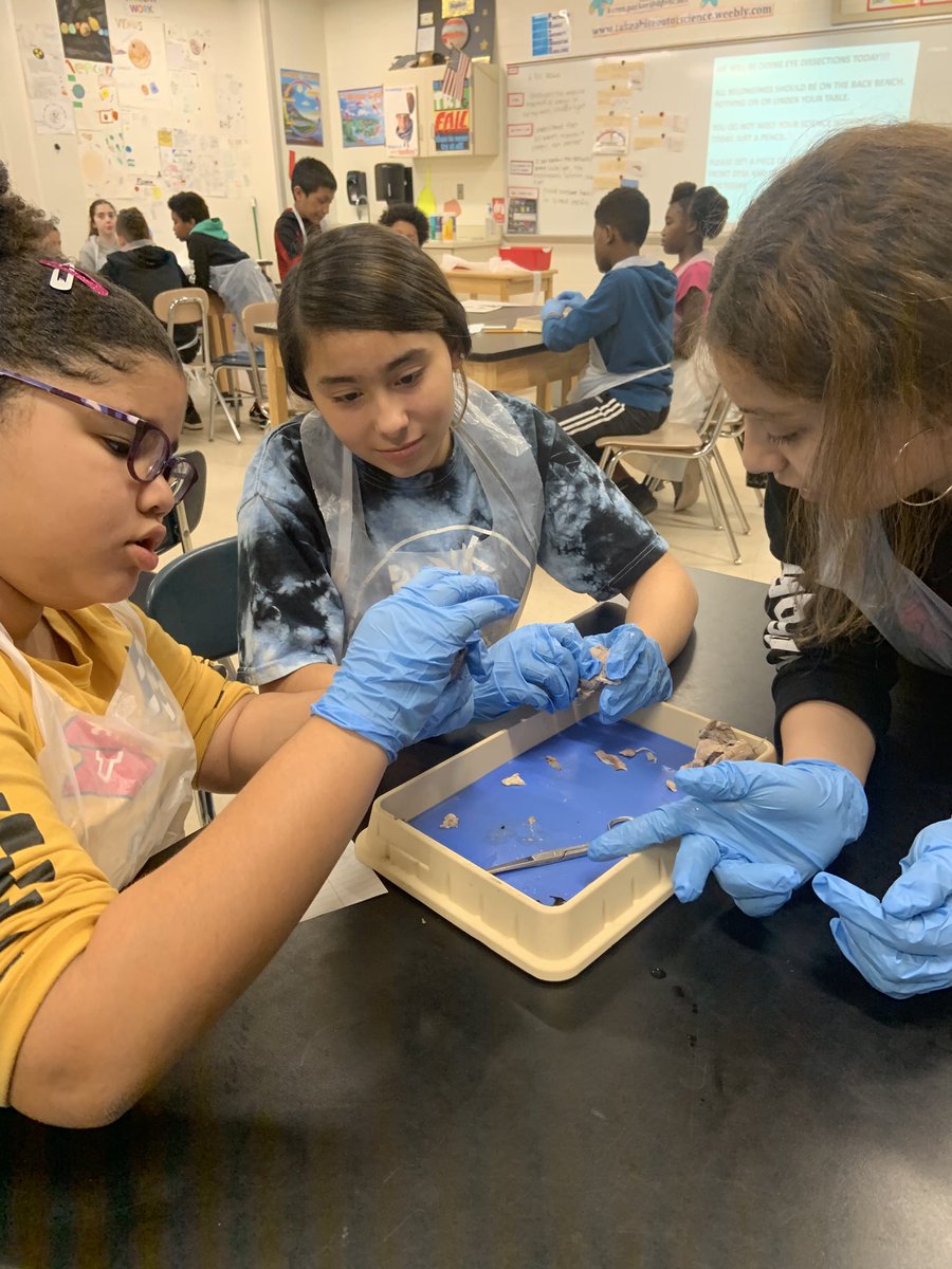 Awesome day in 6th grade science dissecting cow eyes!
⁦<a href="/TGuentensberger/">Todd Guentensberger</a>⁩ 
⁦<a href="/CIBLEARNING/">CIBL</a>⁩ 
⁦@DPS_science⁩ 
#CIBLscienceDPS