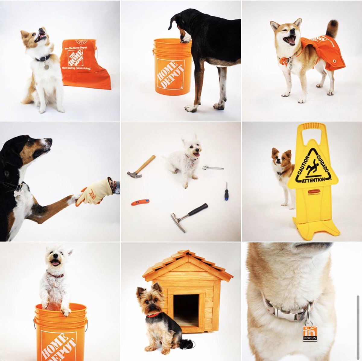 The Dogs of The Home Depot In-Focus Program #depotdog2020 #safetyispersonal