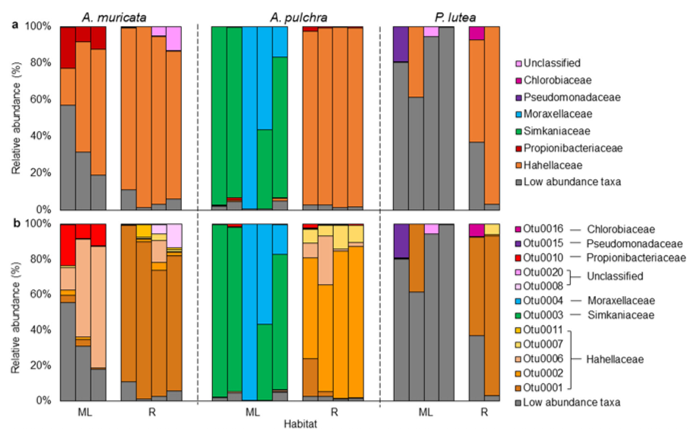 StephGGardner's tweet photo. Our paper out today - corals exhibit distinct patterns of microbial reorganisation to thrive in an extreme inshore environment. Microorganism flexibility (bacteria) and fidelity (zoox) is important for adaption.

https://t.co/lS5z0Q5zYV

@MattRNitschke @emmafcamp @DavidJSuggett https://t.co/zIJKHaaSSZ