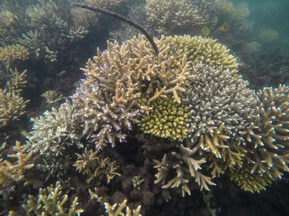 StephGGardner's tweet photo. Our paper out today - corals exhibit distinct patterns of microbial reorganisation to thrive in an extreme inshore environment. Microorganism flexibility (bacteria) and fidelity (zoox) is important for adaption.

https://t.co/lS5z0Q5zYV

@MattRNitschke @emmafcamp @DavidJSuggett https://t.co/zIJKHaaSSZ