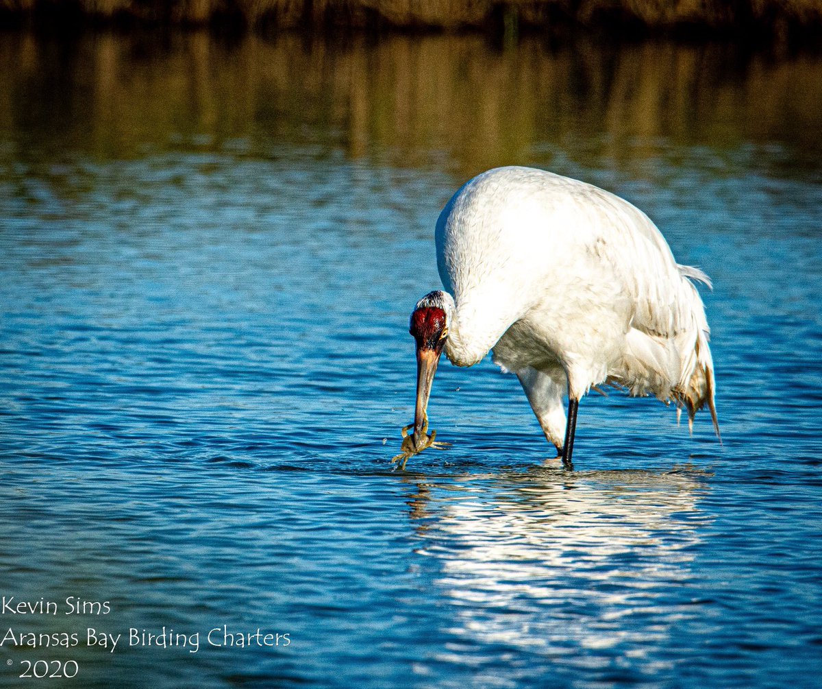 Whooper_Guide's tweet image. The Wooping Cranes are finding and devouring Blue Crabs this winter on the Aransas National Wildlife Refuge. The more crab they eat this winter the better reproductive season they will ha e this summer.  @savingcranes @FOTWW  @PortAransasTex @CharmofTxCoast @USFWSRefuges