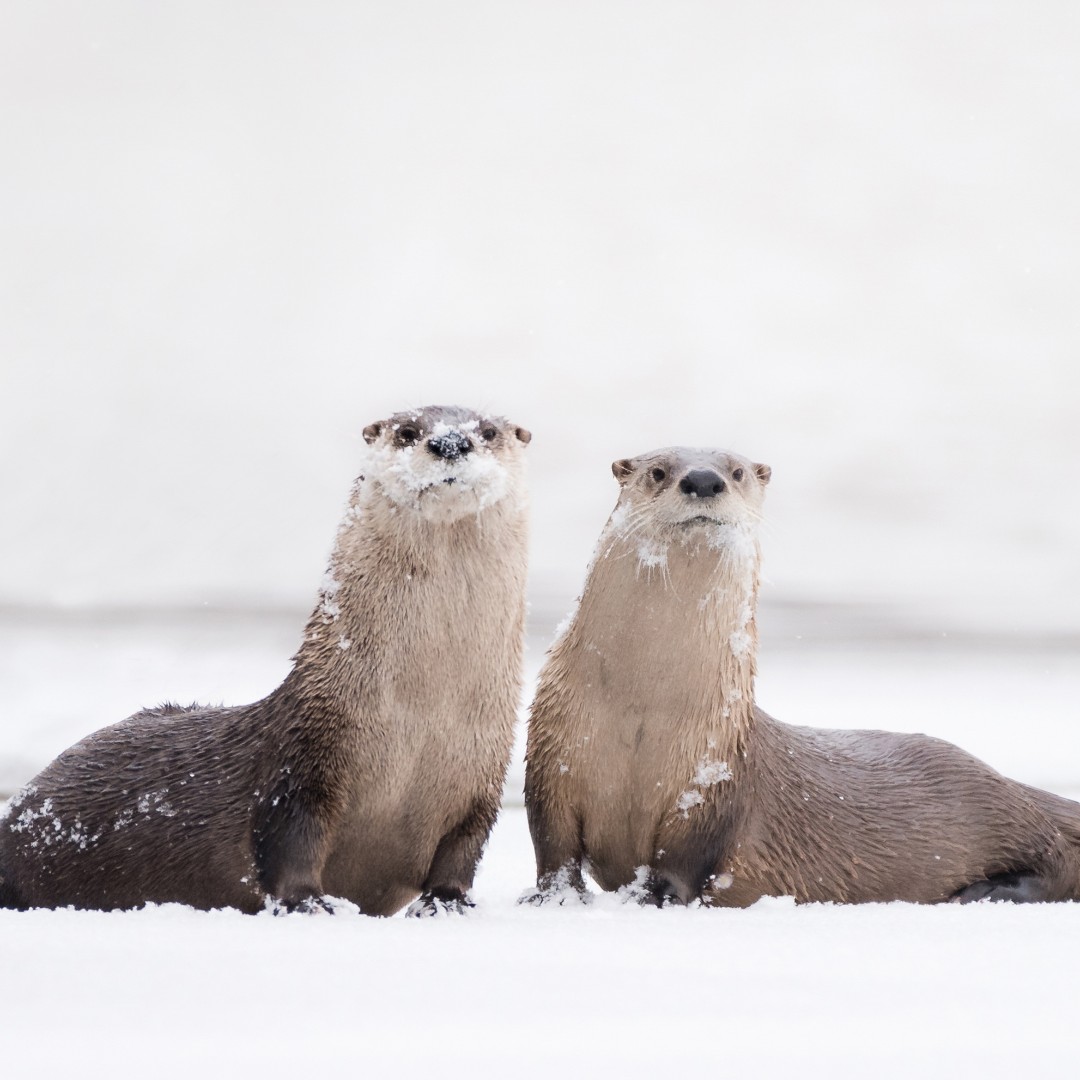 Two brown river otters stand next to each other on a snowy river bank.