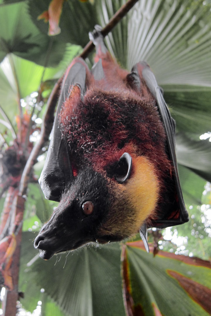 Close-up of a golden-capped fruit bat hanging upside down from a tree branch. It has a patch of golden yellow fur on the top of its head; the rest of its body is covered in dark brown and black fur. It has an elongated face, similar to a fox's snout.