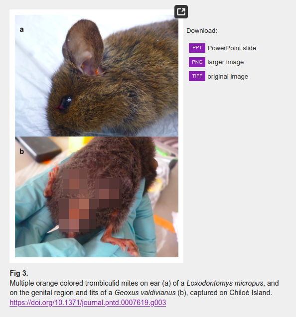"Fig 3. Multiple orange colored trombiculid mites on ear (a) of a Loxodontomys micropus, and on the genital region and tits of a Geoxus valdivianus (b), captured on Chiloé Island."