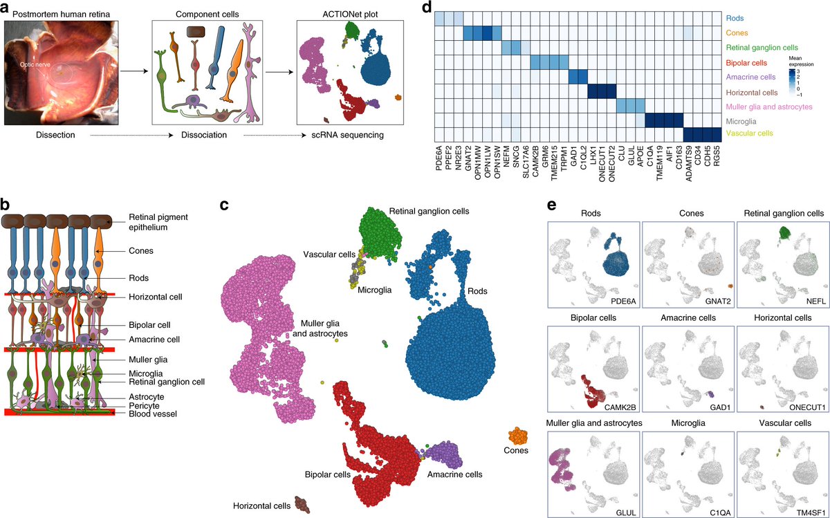 Single-cell transcriptomic analysis reveals human retina diversity. a Study design and sample preparation. Postmortem human retinas were enzymatically dissociated and single-cells were isolated. cDNA single-cell libraries were generated and sequenced. We profiled 20,091 cells across the retinas of three normal individuals using a droplet-based microfluidics scRNA-seq platform. b Sketch of retina cross-section showing